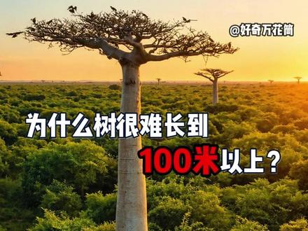 为什么树很难长到100米以上? #科普 #树 #自然 #涨知识 #科普新锐扶持计划