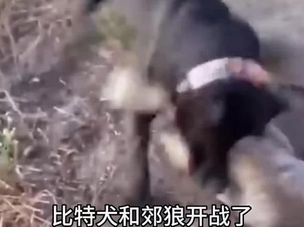 比特犬对战郊狼,精彩的对决#神奇动物在抖音 #野生动物零距离 #动物世界