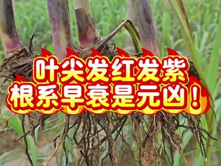 叶尖发红发紫不是药害!根系早衰才是元凶!#甘蔗#振田乐#稳保多收果蔗版#稳保多收甘田美