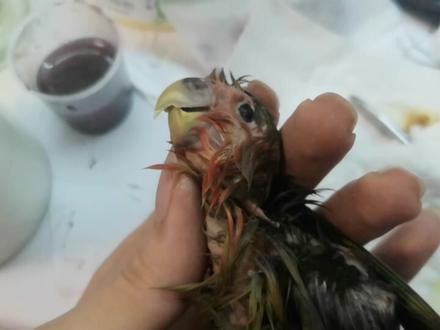 标本届来了个神人 无家可归的小鹦鹉在我家长命百岁 #标本制作 #牡丹鹦鹉 #标本 #鹦鹉 #守护镜头里的动物