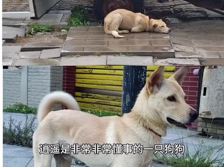 寻找小狗逍遥。这位制片人 青恬,你的道德观是向下对标的, 无底线向下对标的,这种思想水平,还有资格去拍电影吗? 请问您在哪些方面,是向上看齐的? 道貌岸然,堂而皇之的道德下行,毫无情感冷莫,甚至无耻的借口。 《主人》摄制组,还有那位忠犬八的训导员,你们的良心何在,你们的责任心何在?你们利用流浪小狗逍遥拍摄电影,获取利润,利用完它,再将它抛弃。它本来已经有了一次重生获得幸福的机会,已经找的了领养人,为了配合你们拍电影,宣传中华田园犬,错过领养。你们答应电影杀青后,会给它找领养人,可以你们的实际操作是什么,你们隐瞒事实,欺骗原救助人@这条小鱼在乎(小红薯),今年二月份就把它用完抛弃,让它再次流浪。逍遥现在音讯全无,是生是死,没有任何信息可寻。之前救助它的小姐姐,正在焦急的寻找小狗逍遥@这条小鱼在乎(小红薯)。请爱护小动物的朋友们把信息传播出去,一起助力寻找小狗逍遥。逍遥被《主人》摄制组,丢弃在宁德瑞迹寺,现在已无任何消息,希望宁德朋友助力寻找小狗逍遥。愿逍遥能平安归来,重获幸福狗生,被爱护被善待。希望更多的朋友持续关注小狗逍遥。#小狗逍遥#流浪小狗逍遥#被丢在寺庙的流浪狗逍遥#被摄制组丢弃的小狗逍遥
