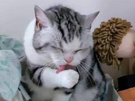 猫咪忽然频繁舔嘴吧唧吧唧是为什么?#科学养猫 #科学养猫攻略 #猫咪舔嘴