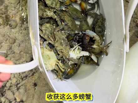 西岛的第二天,赶海收货满满#赶海 #三亚旅游攻略