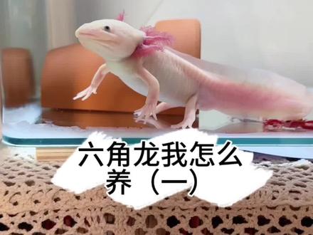 六角龙我怎么养(一)
首先需要准备哪些,1、过滤滴流盒,不想要鱼缸有水流声,可以用厨房水槽用的网套一下或者衣服吸色片剪一条。2、洗衣服的吸色片,吸污去黄效果很棒,水很干净,没味道,不需要怎么换水,两三天抽掉三分之一旧水,加三分之一新水,要注意新旧水温相差不超3°,容易应激。3、拉臭臭用按压式抽水器吸掉就好,就不用担心六六换水应激了,越来越壮 。4、躲避屋。5、增氧机,浅水养,可以不用,水高度不超过15公分左右。6、红虫,饲料,喂食镊子。7、温度计,玻璃的那种不建议,我喂六妞的时候就不小心镊子碰到了,打在鱼缸壁上碎了,还好这种里面的不是水银的,后面换了视频中探头的这种。六六适宜温度16~20°,不超过25°,福州的夏天,冰箱里冻了十几瓶矿泉水。8、鱼缸,家里没缸的话,可以买45~60厘米长的,养的顺利的话,六六长的蛮快的。
好了,今天就整理这些,下课#六角龙 #六角龙怎么养 #六角龙饲养 #家有宠物 #每日分享