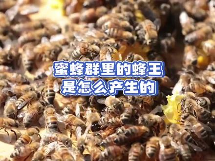 蜜蜂群里的蜂王是怎么产生的 #蜂王 #蜜蜂 #养蜂技术 #中蜂养殖 #中蜂 #中蜂上续箱 #养蜂 #中华蜜蜂 #土蜂蜜 #土蜂