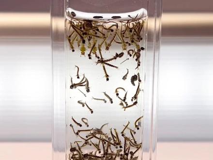 给一群蚊子的幼虫倒芥末粉!会发生什么事? #蚊子 #孑孓 #芥末粉 #趣味实验