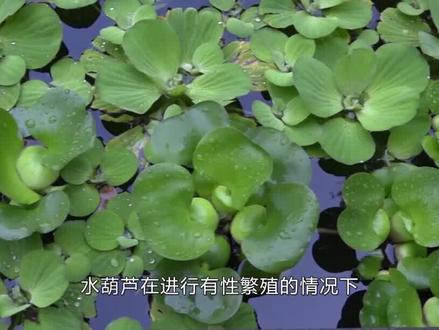 水葫芦曾经在中国泛滥成灾,为何现在不见了?它是怎么消失的?#科普