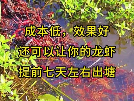 #水产养殖 #龙虾养殖 #鱼虾蟹养殖 低成本喂养龙虾,照样养的又大又好。#水产人