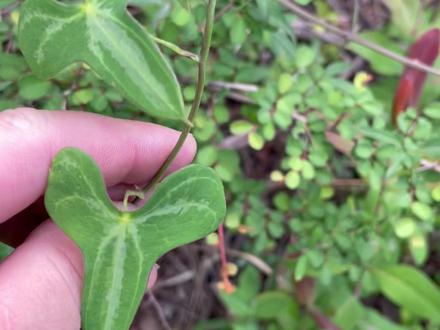 野生黄姜。保守估计今天这座山可以挖一万斤。