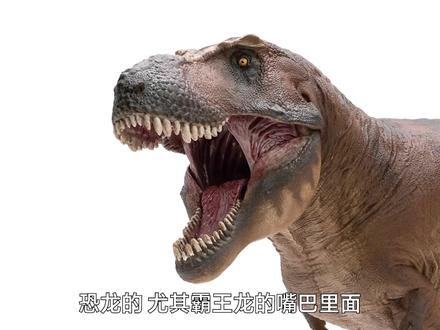 我们是如何复原霸王龙卡梅隆的,一起跟着闯哥的讲解看看吧~
#PNSO #和赵闯认识恐龙 #霸王龙 #科学艺术 #科普 #古生物