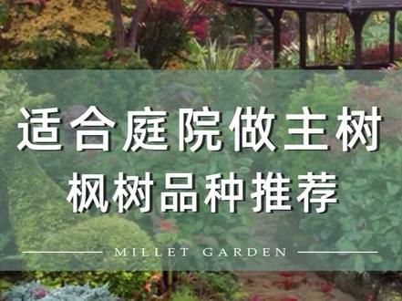适合做庭院主树的枫树品种推荐#枫树 #园艺 #庭院设计
