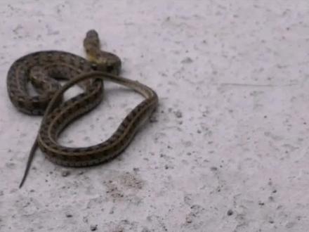 游蛇科腹链属----草腹链蛇(无毒)