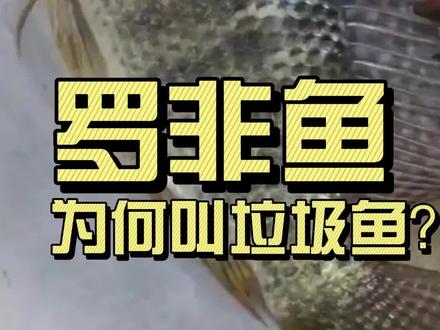 罗非鱼是不是垃圾鱼? #百科知识