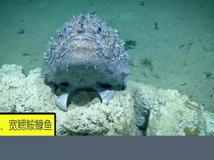 6种会走路的鱼#科普 #神奇动物在抖音 #奇闻趣事 #科普一下 @DOU+小助手