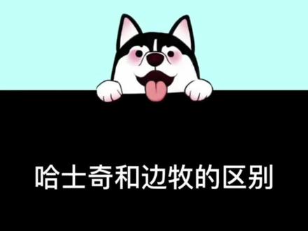 哈士奇和边牧的区别#边牧 #哈士奇 #可爱到爆炸💥 #边牧的智商 #宠物