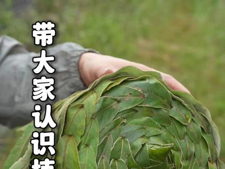 教大家编一个失传已久的绿帽子,顺便带你们认识一些有意思的植物