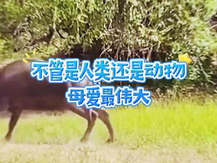 花豹偷袭水牛#爱护大自然爱护动物 #动物