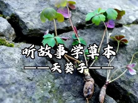中药故事,天葵#天葵子 #中药本草 #千年老鼠屎