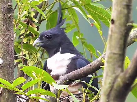 头上有呆毛的不一定可爱,还可能是猛禽。#鸟类摄影 #户外摄影 #黑冠鹃隼 #抖音动物图鉴