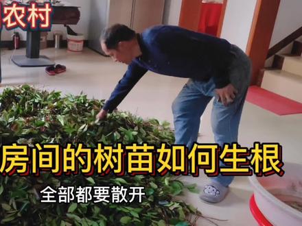 春夏交替5 6月,为红叶石楠扦插做准备的一系列流程#红叶石楠 #扦插