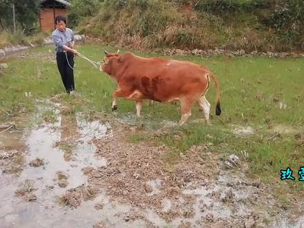 苗寨传统农耕,黄牛犁地很吃力