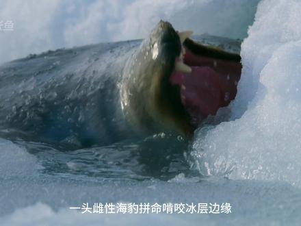 母子终将重逢 #海豹