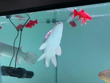 谁来给我支个招!怎么解水母的死扣啊!