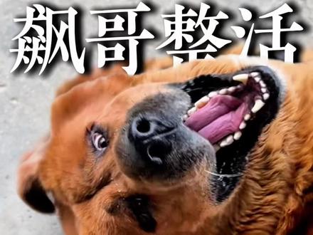 玉芬,你的飙来了#藏獒#藏獒大叔#玉芬啊玉芬你让彪哥好伤心