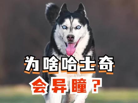 哈士奇异瞳说明什么?到底异瞳是什么?#异瞳狗 #异瞳狗狗 #哈士奇 #萌宠哈士奇 #神奇动物在抖音