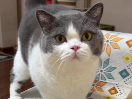 这个喵语是我收藏的里面最管用的!!钻床底的都会跑出来#猫语十级 #英短蓝白 #猫语翻译器