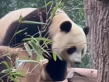 祈祷祝福大熊猫香山平安健康!早日康复归来!🙏🙏🙏