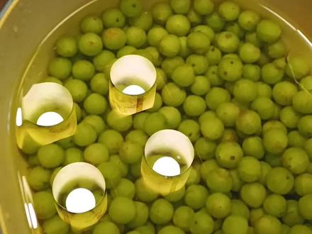 泡个冰糖牛甘果