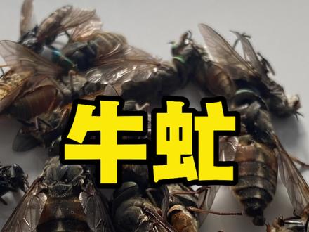 农村新资源牛虻又叫瞎野蒙,在牛身边的一种小飞虫,