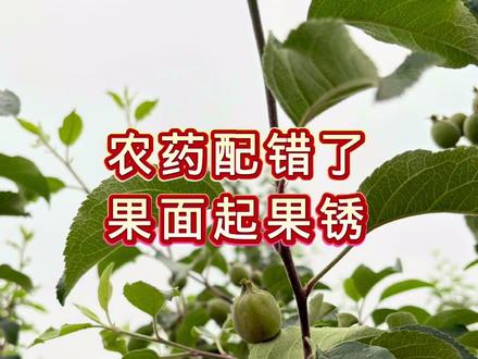 农药配错了果面起果锈 #果树 #果树管理 #果树种植 @抖音三农 @抖音作者助手