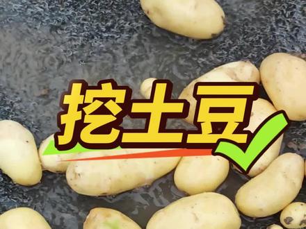 土豆种上三个月,挖出来看看有多少