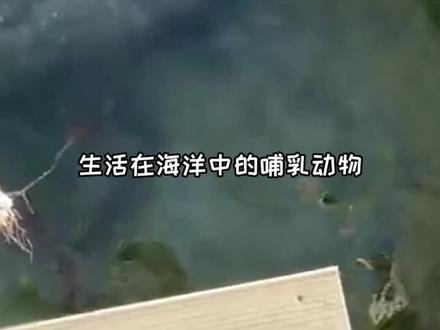 生活在海洋中的哺乳动物是怎样“喝水”的呢?你们还见过什么奇葩的喝水姿势评论区聊聊吧#海牛 #哺乳动物 #科普 @大连圣亚海洋世界