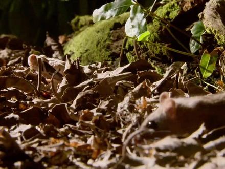 第六十一集|憨厚外表下的致命獠牙 加蓬咝蝰捕猎实录 #加蓬咝蝰 #动物世界#动物世界看人生百态#神奇动物在抖音#动物科普