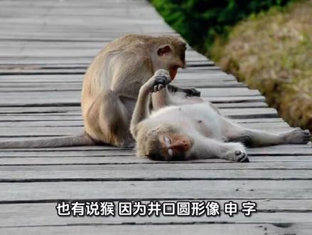 今天坐井观天小伙伴们猜什么生肖呢!