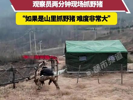 九峰山荒野求生如何获取蛋白质?观察员两分钟现场抓野猪,“如果是山里抓野猪 难度非常大”。#野外求生 #训练营 #野猪