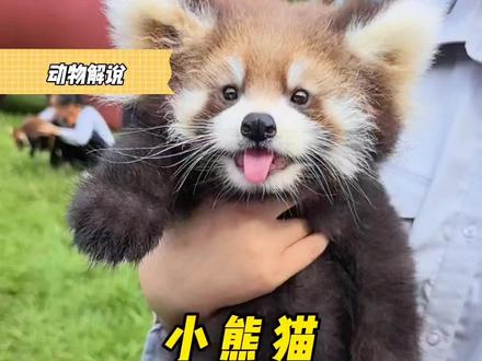 小熊猫不忘本#萌宠 #动物解说 #小熊猫 #动物科普