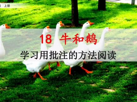 四年级上册语文《牛和鹅》课文讲解