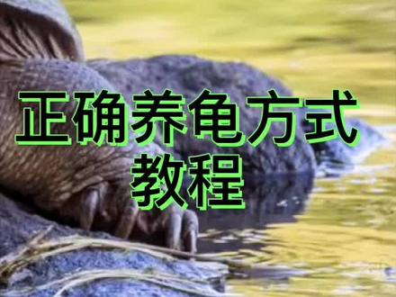 #正确养鳄龟的方法 #乌龟 养龟苗水不要太深,你是废铁还是王者😹😹看到最后 @DOU+小助手
