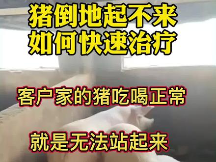 #养猪知识 #猪倒地站不起,如何快速治疗