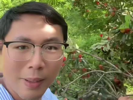 你们看下这种不打药的杨梅会喜欢吃吗?#杨梅熟了