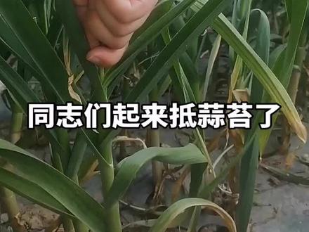“抵蒜苔”是咱山东、河南、安徽一带的方言,就是抽蒜苔、提蒜苔的意思,指把大蒜中间长出的嫩苔从根部完整抽出来,不及时抵掉会影响地下蒜头长大
#抵蒜苔 #山东 #蒜苔 #纯天然绿色蔬菜