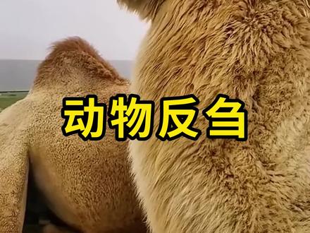 动物反刍,对食物再次咀嚼! #反刍 #科普 #涨知识