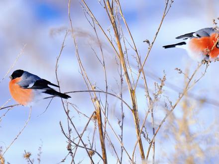 蓝精灵 红腹灰雀
#原创视频 #每一帧都是热爱