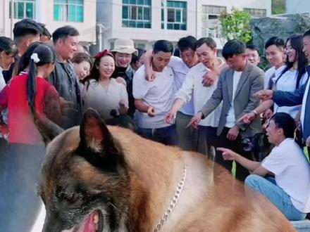 巴图成精了还能下象棋啦,你们相信是真是假啊?#狗狗#巴图#狗狗是人类最忠实的朋友