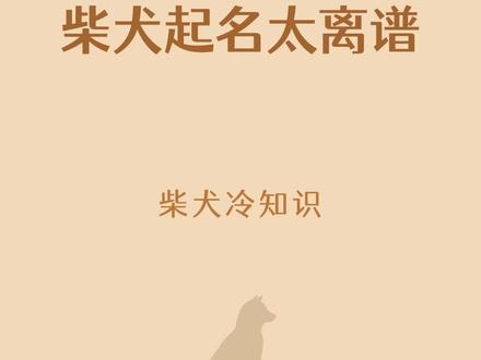 柴犬哪些奇怪名字,你家柴犬叫什么呢?#柴犬 #豆柴