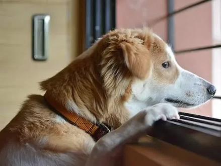 为什么狗狗知道你什么时间回来,从而提前在门口等待。